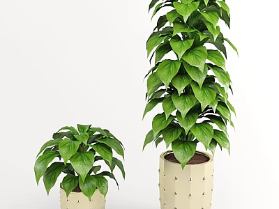 Bonsai Potted Plants With Green Leaves In White Decorative Dots Pots Small And Tall 3d model
