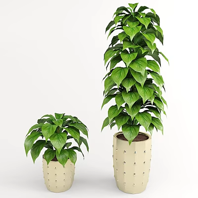 Bonsai Potted Plants With Green Leaves In White Decorative Dots Pots Small And Tall 3d model