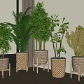 Indoor Various Potted Plants With Woven Planters Palm Bamboo Cactus