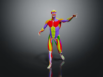 Colorful 3D Human Limb Muscle Anatomy Model Displaying Muscular Tissues And Anatomical Structures 3d model