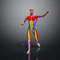 Colorful 3D Human Limb Muscle Anatomy Model Displaying Muscular Tissues And Anatomical Structures