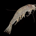 Aquatic Animal Shrimp With Long Antennae Multiple Legs Grayish Brown Spotted Body On Black Background