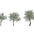 Olive Tree 3d model