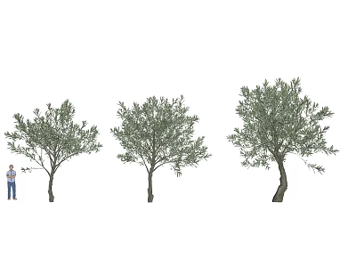 Three Varied Deciduous Trees In Landscape Design With Human Figure For Scale 3d model