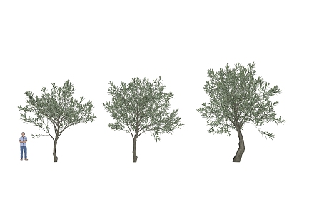 Olive Tree 3d model