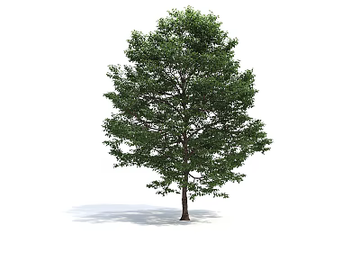 Lush Green Arbor With Dense Foliage And Strong Trunk In Isolated Setting 3d model