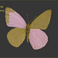 Light Pink Butterfly with Spread Wings on Dark Background and Reflection
