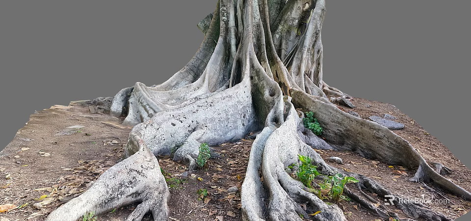 Giant Tree With Massive Exposed Root System Growing With Small Plants And Fallen Leaves 3d model
