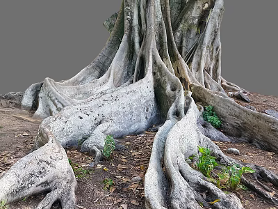 Giant Tree With Massive Exposed Root System Growing With Small Plants And Fallen Leaves 3d model