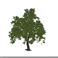 Tall Arbor with Lush Green Foliage and Brown Trunk in Natural Setting