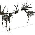 Modern Skeleton Giant Deer Skeleton 3d model