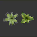 3D Rendered Green Plants Collection With Various Foliage On Dark Background