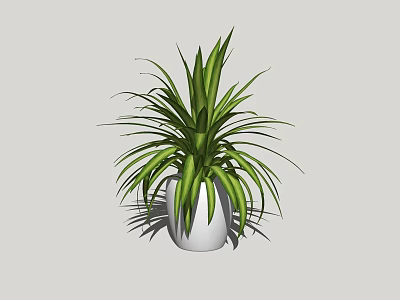 Bonsai Potted Plant With Green Slender Leaves In White Ceramic Pot 3d model