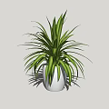Bonsai Potted Plant With Green Slender Leaves In White Ceramic Pot
