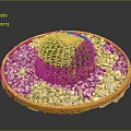 Small Green Round Cactus Plant in Orange Plate with White Pebbles