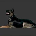 German Shepherd Dog Lying Down With Open Mouth And Collar On Gray Background