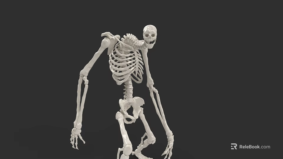 Game Movie Character Skeleton Figure In Standing Pose With Realistic Anatomical Details 3d model 