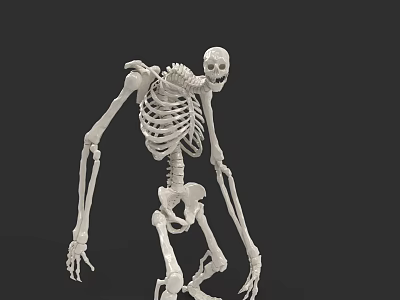 Game Movie Character Skeleton Figure In Standing Pose With Realistic Anatomical Details 3d model
