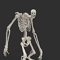 Game Movie Character Skeleton Figure In Standing Pose With Realistic Anatomical Details