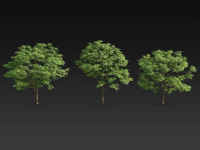 Three Lush Green Trees With Dense Foliage And Brown Trunks Against Black Background 3d model