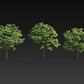 Three Lush Green Trees With Dense Foliage And Brown Trunks Against Black Background