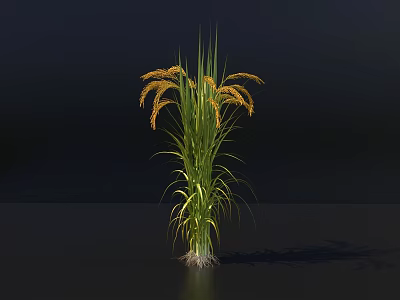 Tall Green Leafy Plant With Yellow Spike Inflorescences And Shadow On Dark Background 3d model