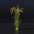 Tall Green Leafy Plant With Yellow Spike Inflorescences And Shadow On Dark Background