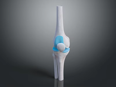 Knee Joint Anatomy 3D Model Showing Bone And Cartilage Structure 3d model