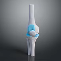 Knee Joint Anatomy 3D Model Showing Bone And Cartilage Structure 3d model
