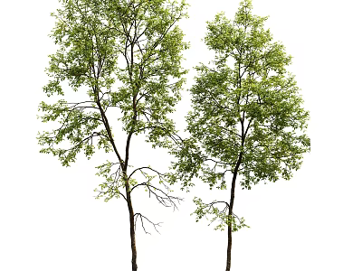 Two Healthy Arbor Trees With Lush Green Leaves And Tall Trunks 3d model