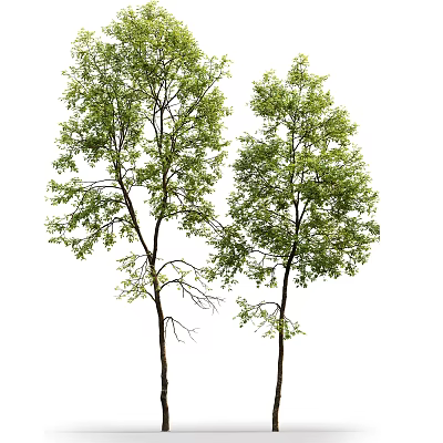 Two Healthy Arbor Trees With Lush Green Leaves And Tall Trunks 3d model