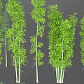 Various Bamboo Plant Types With Tall Green Stems Decorative Foliage And Different Sizes