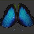 Vibrant Blue Butterfly With Iridescent Wings On Dark Background And Reflection 3d model