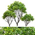 Lush Green Arbor Trees With Slender Branches And Dark Trunks For Landscaping
