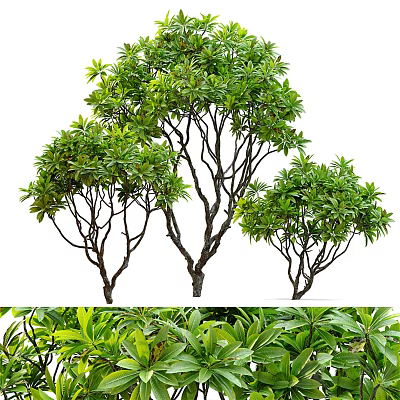 Lush Green Arbor Trees With Slender Branches And Dark Trunks For Landscaping 3d model