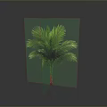 Lush Green Palm Plant with Red Trunk and Vibrant Leaves on Gray Background