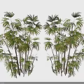 Clump Of Lush Green Bamboo Plants With Slender Stems And Fresh Foliage