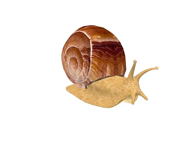 Reptile With Brown Spiral Shell And Yellow Body Crawling On White Background 3d model