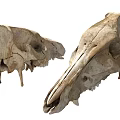 Anatomical Skull Models As Medical Devices For Educational Teaching And Training Purposes