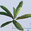Multiple Fresh Green Leaves With Long Shape Brown Spots And Shadow On Stem