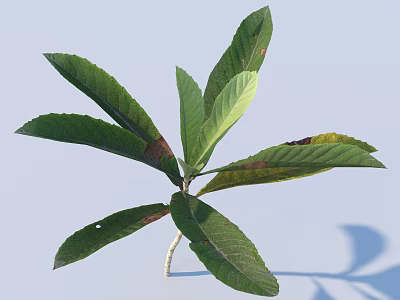 Multiple Fresh Green Leaves With Long Shape Brown Spots And Shadow On Stem 3d model