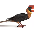 Vibrant Flying Bird With Large Red Beak And Black Yellow Feathers Standing