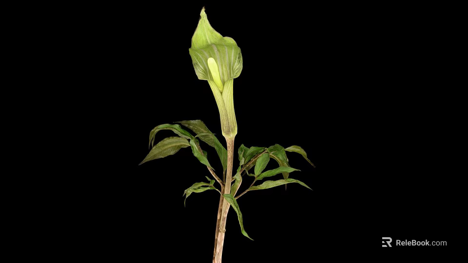 Green Spathe Plant With Tall Stem And Fresh Leaves On Black Background 3d model 