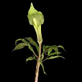 Green Spathe Plant With Tall Stem And Fresh Leaves On Black Background