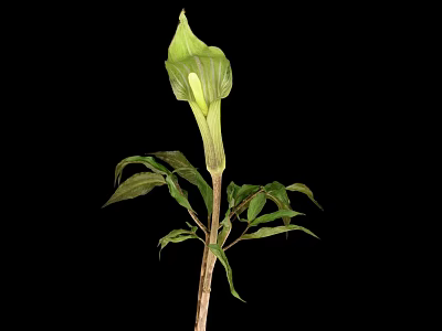 Green Spathe Plant With Tall Stem And Fresh Leaves On Black Background 3d model