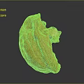 Peeled Walnut With Split Shell And Exposed Fresh Kernel On Dark Surface
