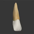 Dental Ceramic Tooth Model With White And Yellow Layers On Dark Background With Reflection 3d model