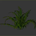 Fern Plant With Green Feathery Leaves And Lush Appearance On Gray Background