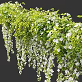 Hanging Basket Green Plants With Trailing Vines And White Flowers For Home Decor