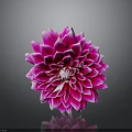 Pink Dahlia Flower with Layered Pink and White Petals on Dark Background with Reflection